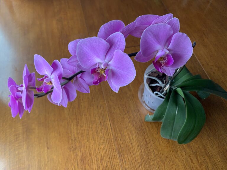 How to Grow Healthy, Beautiful Orchids