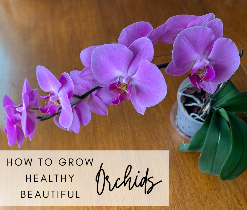 Grow Healthy, Beautiful Orchids